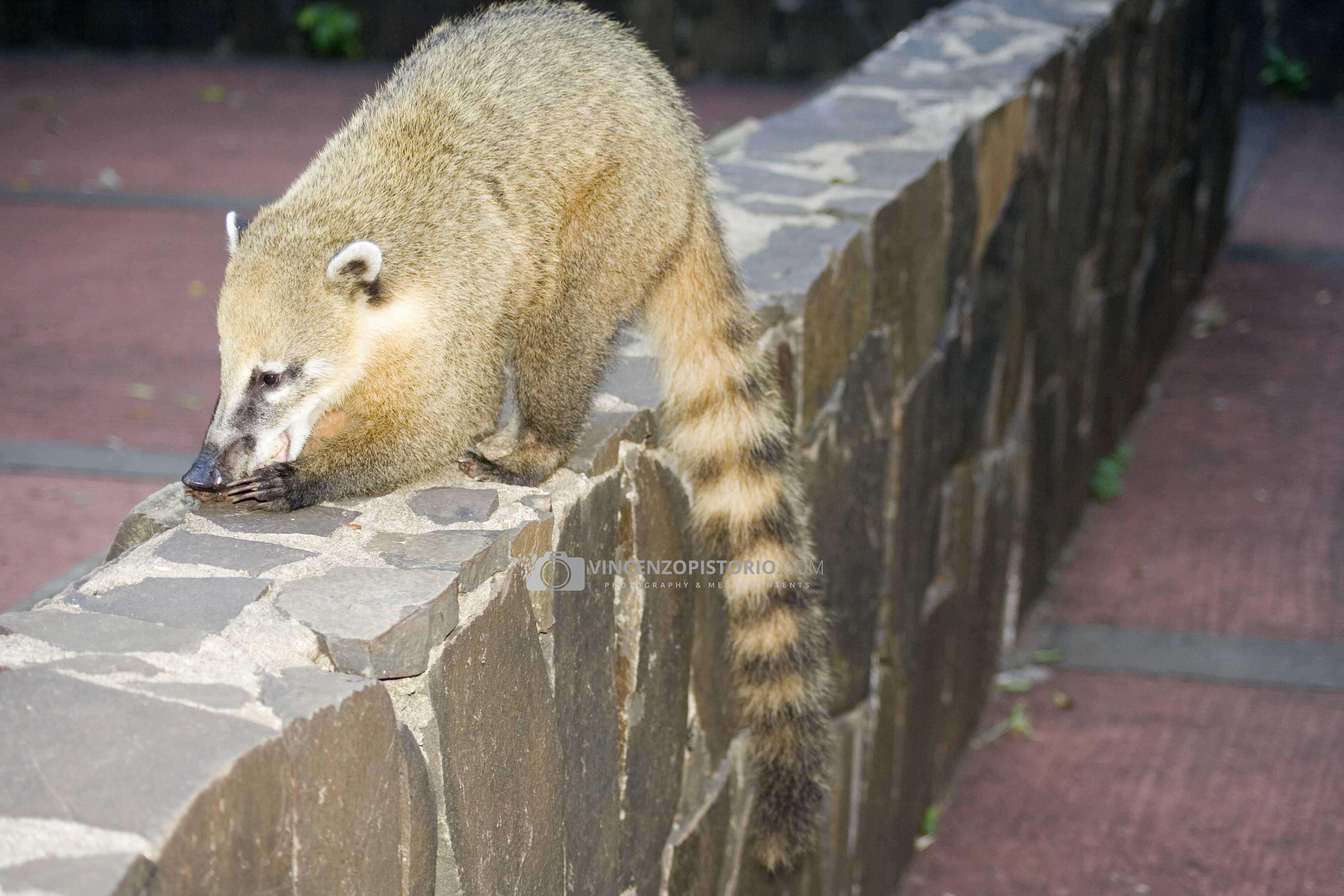 Coatí – 1