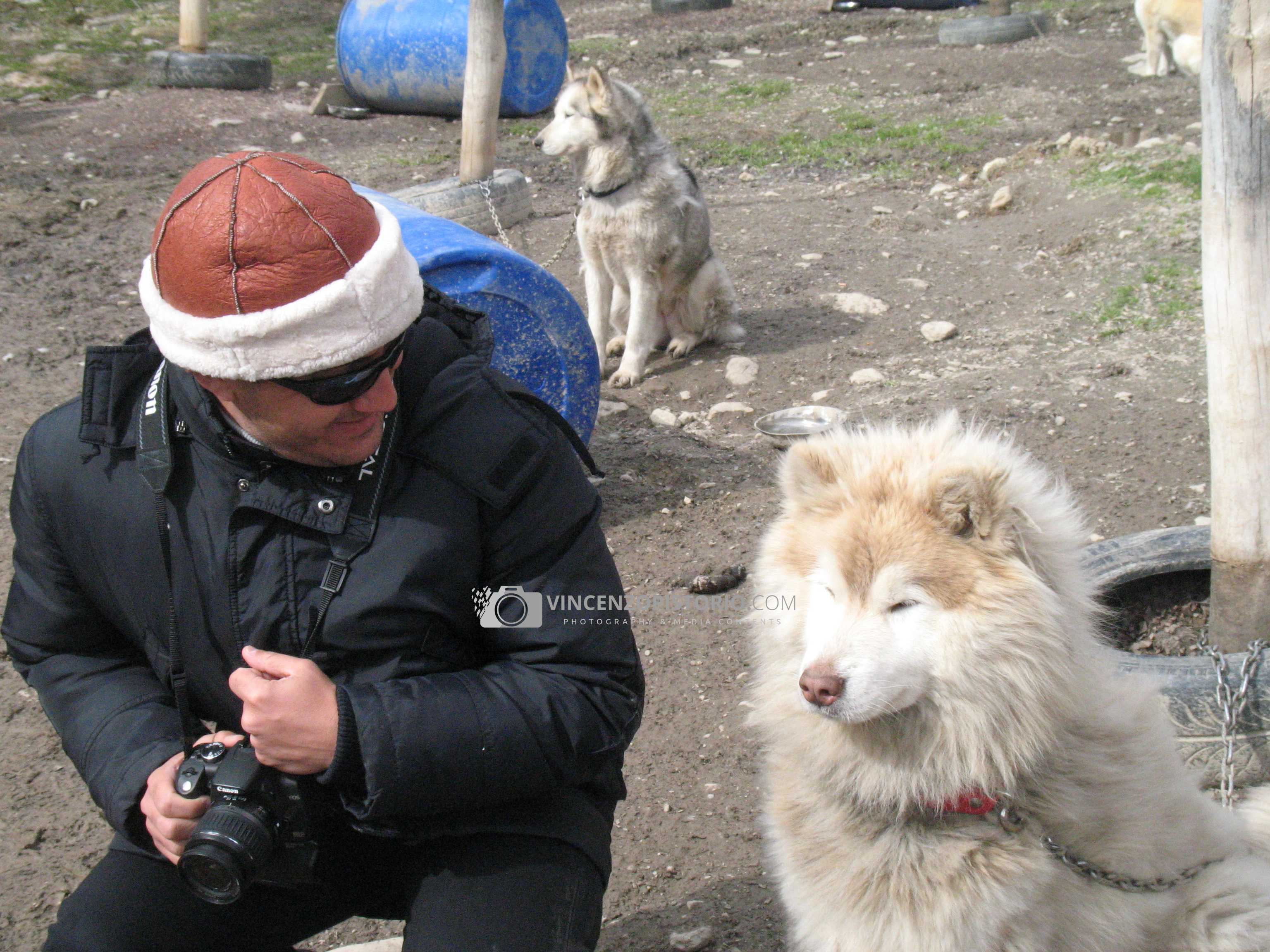 Me and Elvis a young Siberian Husky