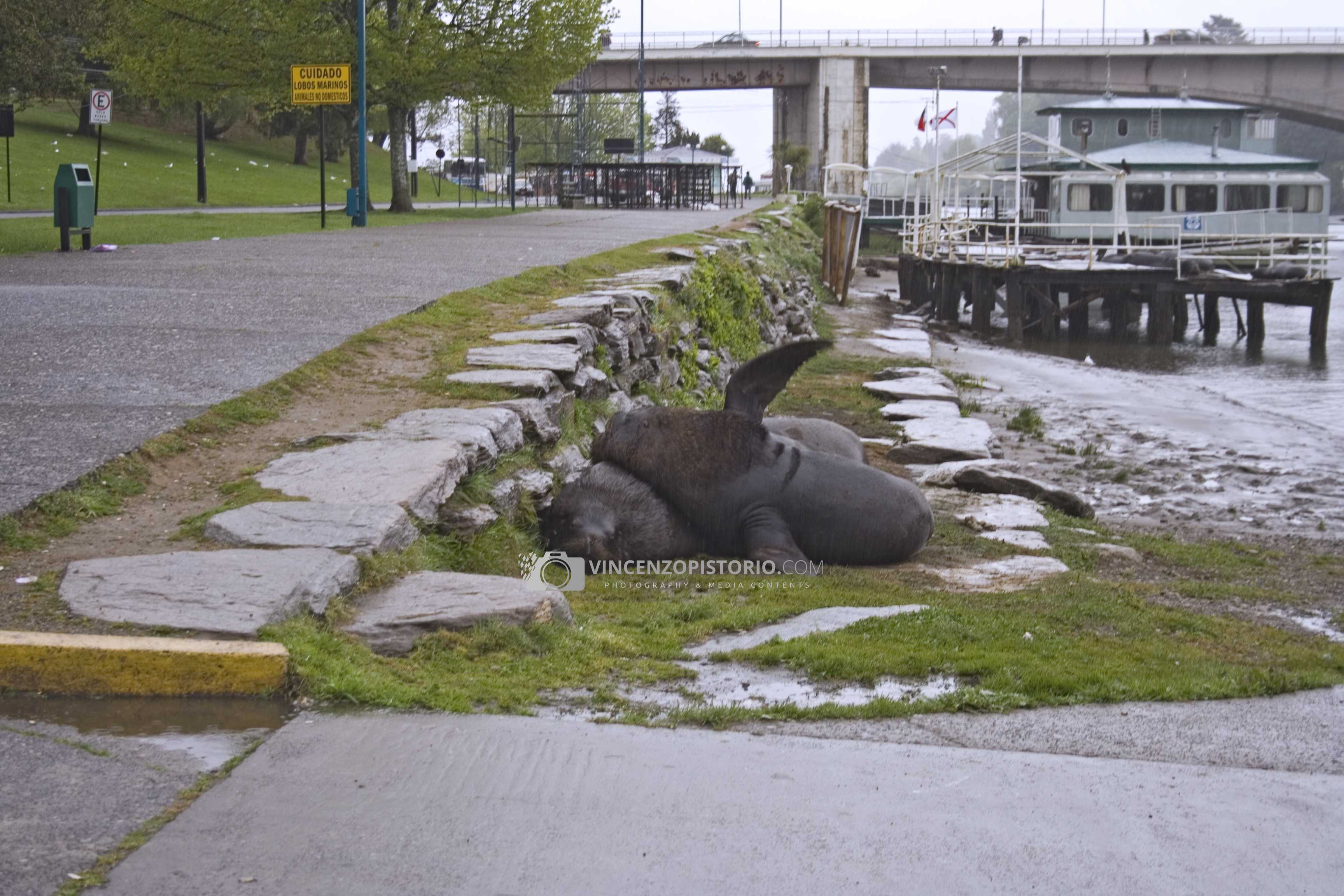 Sea Lions at Fluvial Port – 1