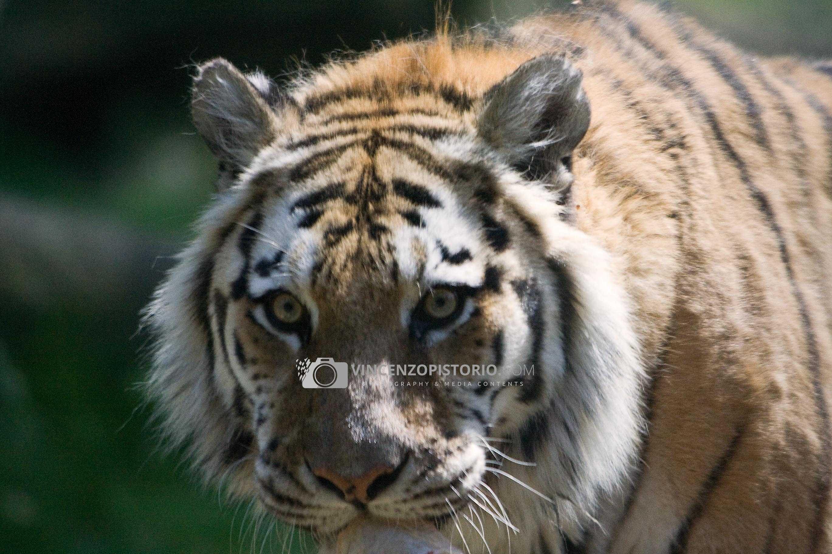 Amur, the Siberian Tiger