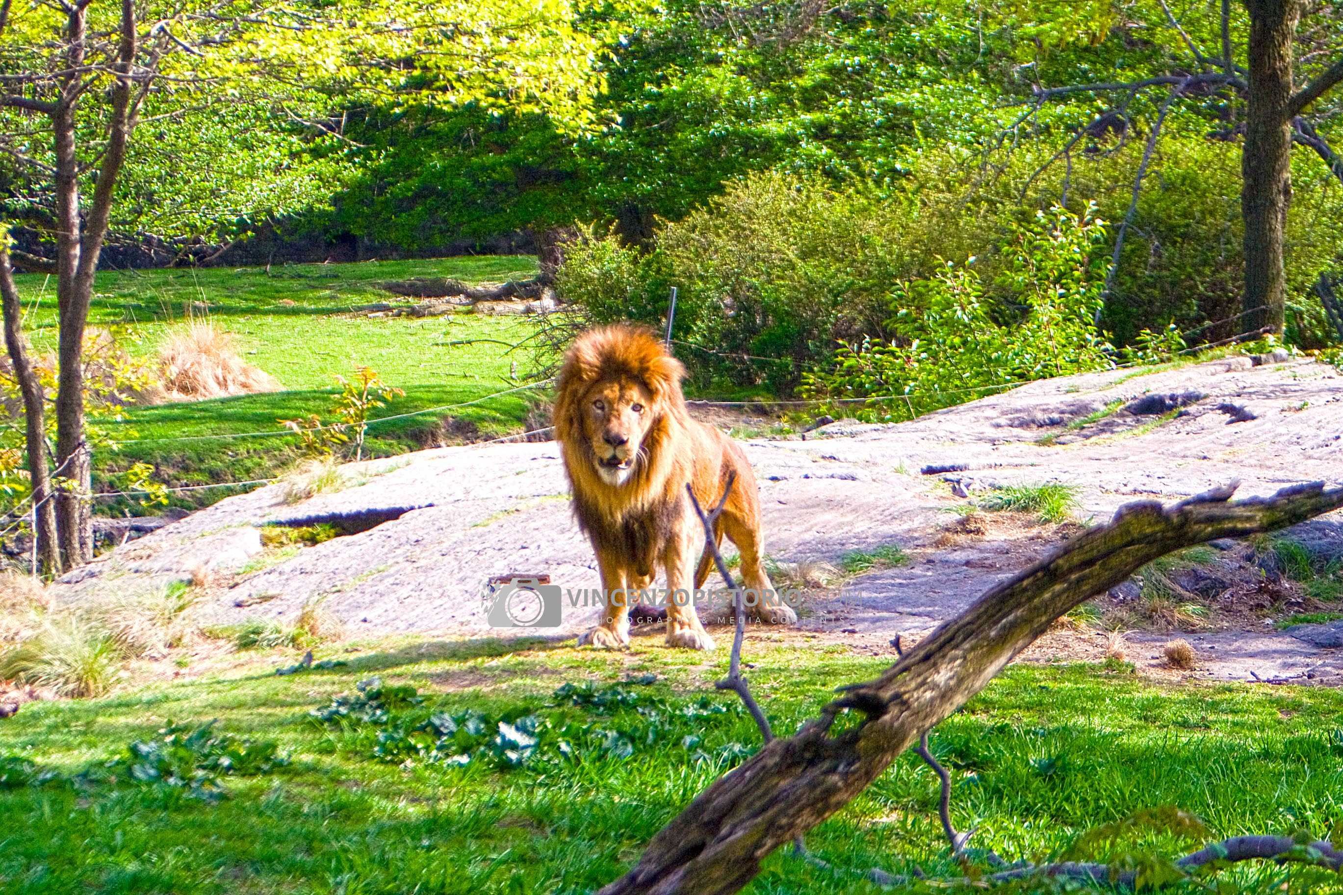 The Lion at Bronx Zoo – HDR