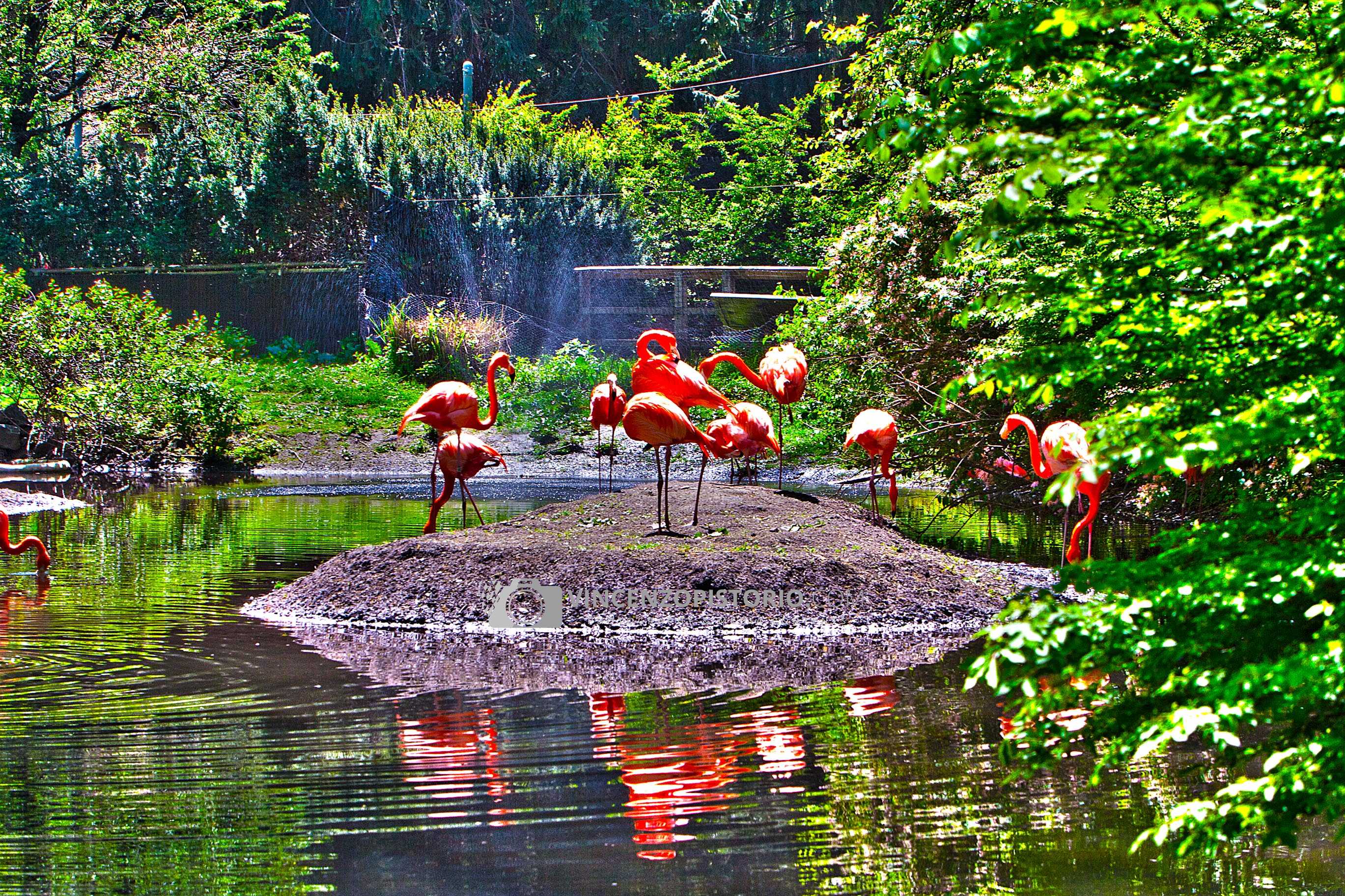 Flamingos at Bronx Zoo – HDR