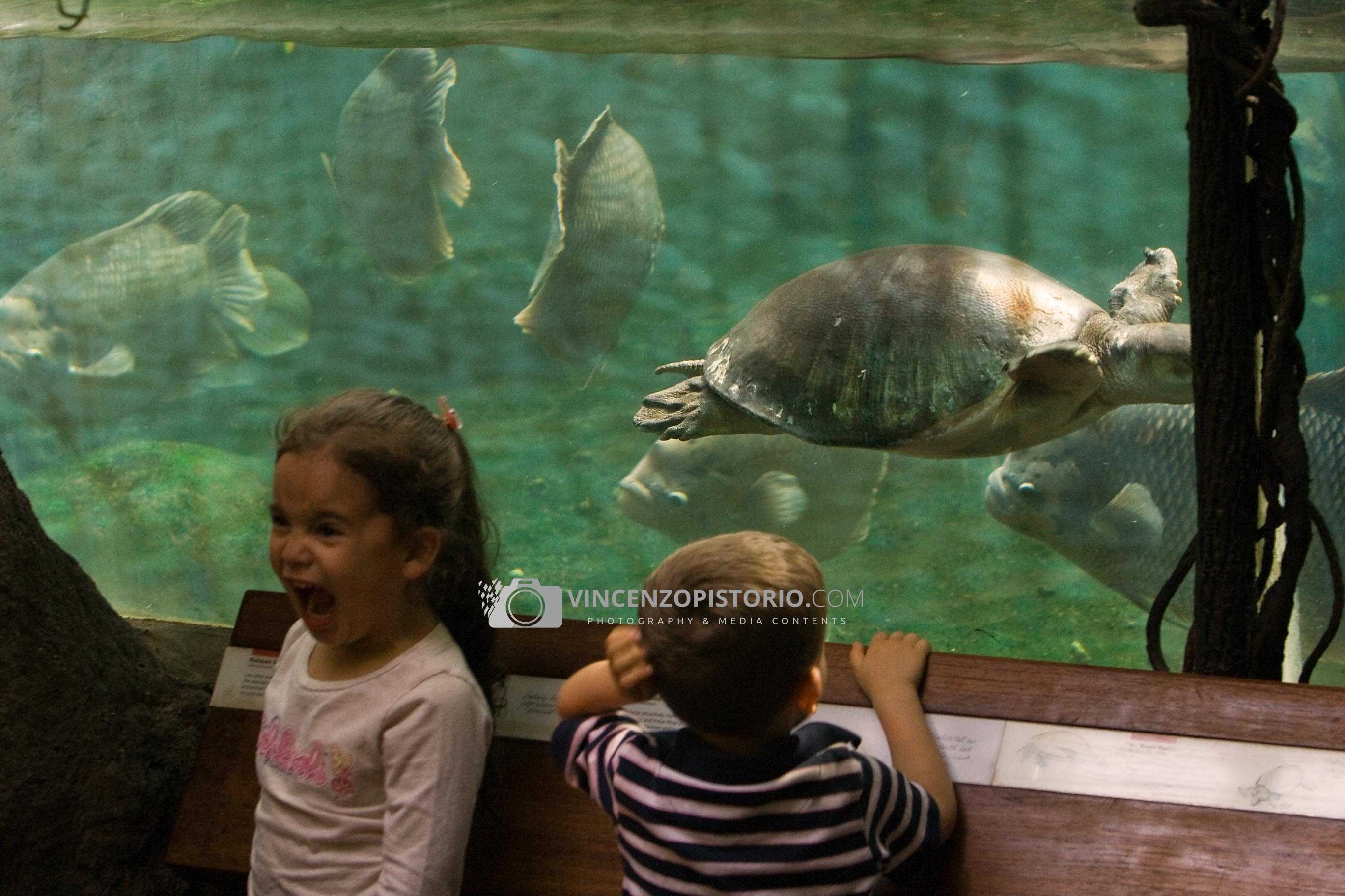 Kids and a big turtle – 2