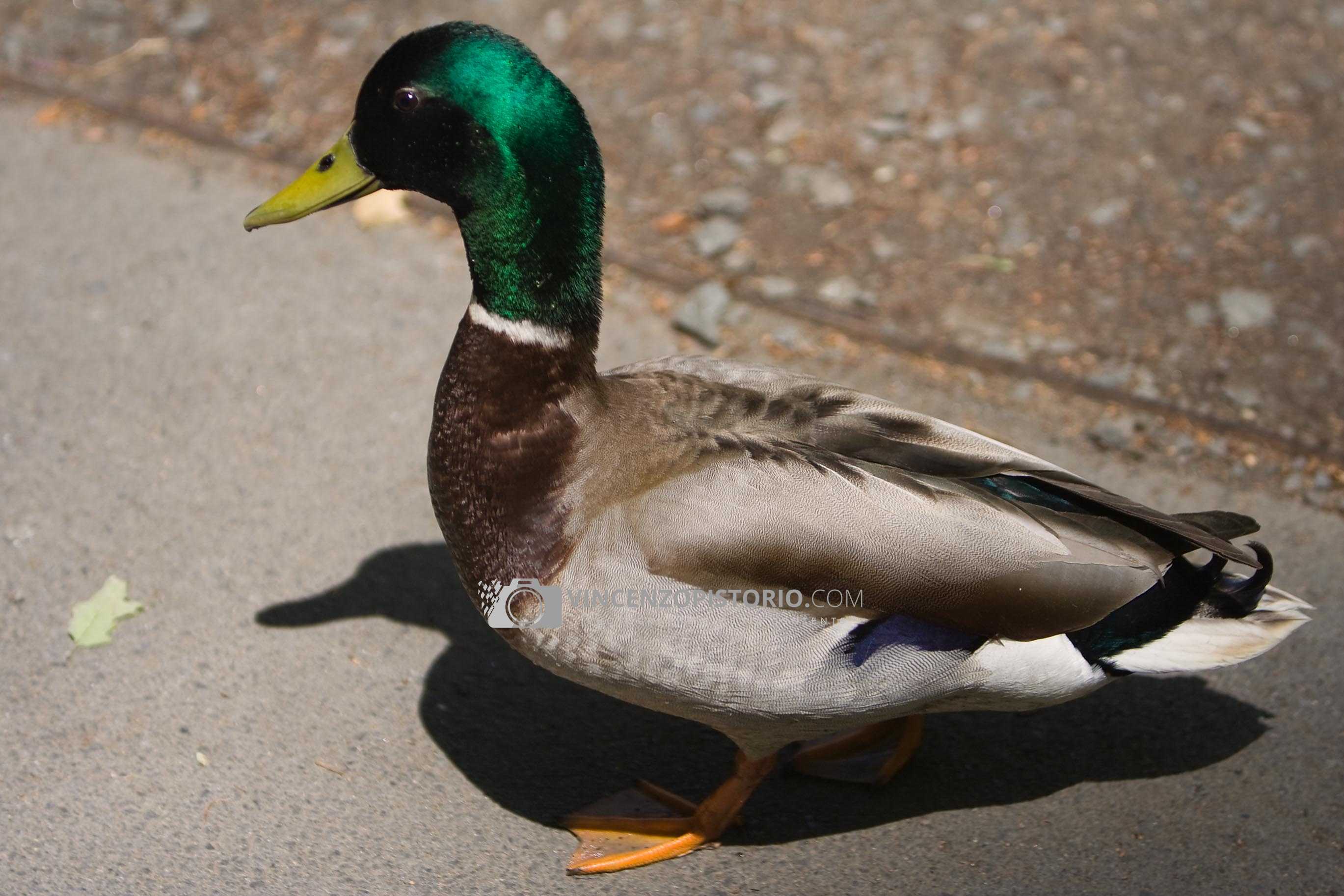 A male mallard – 1