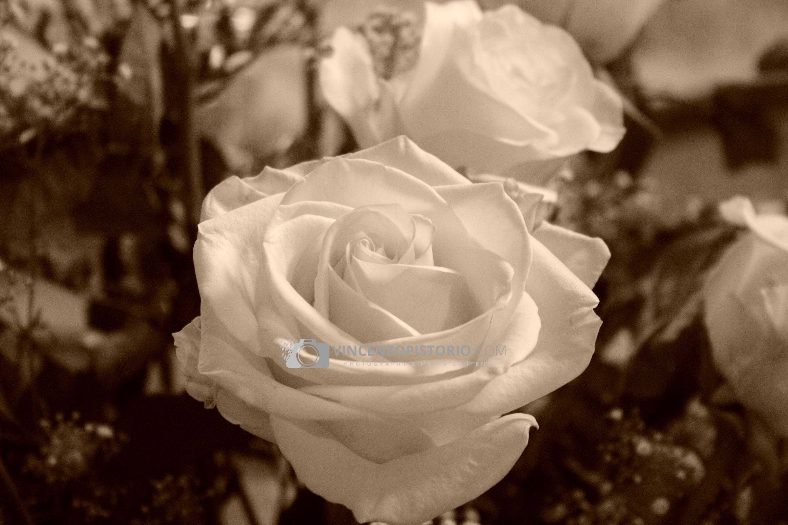 S. Lorenzo – a white rose